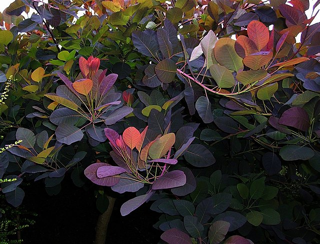 Cotinus coggygria Grace