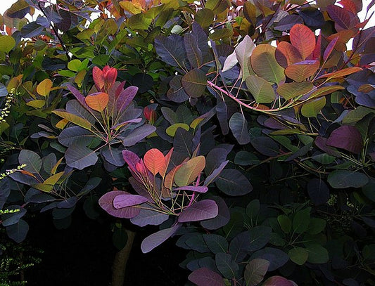 Cotinus coggygria Grace