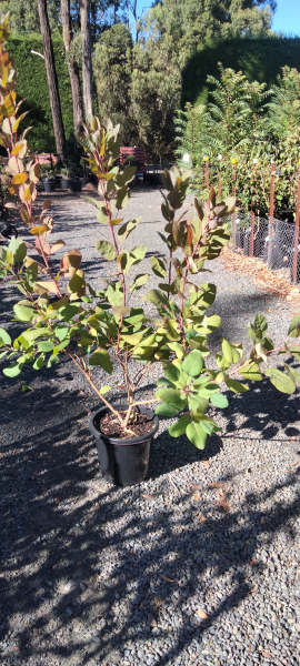 Cotinus coggygria Grace