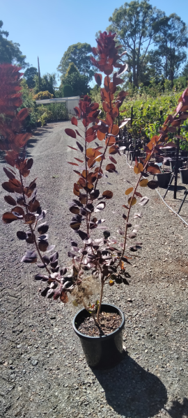 Cotinus coggygria Purpureus