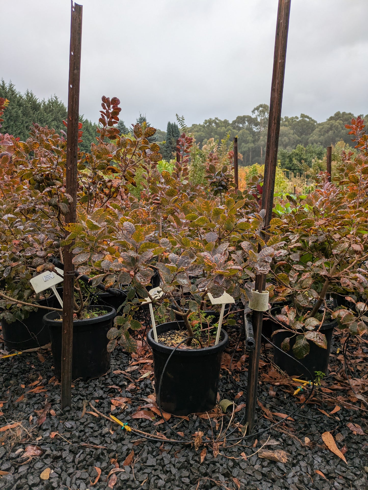 Cotinus coggygria 'Royal Purple'