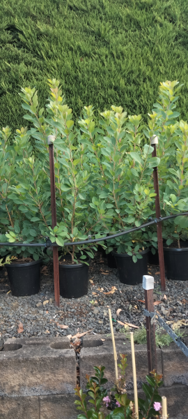 Cotinus coggygria x obovatus Flame