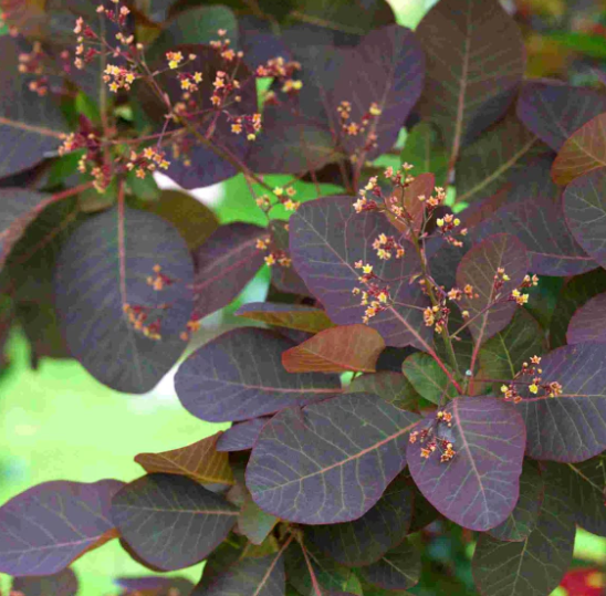 Cotinus x 'Grace'