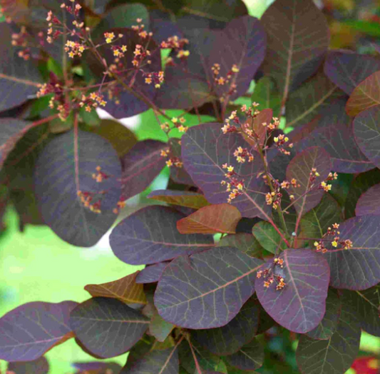Cotinus x 'Grace'