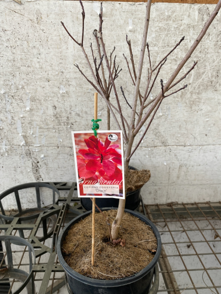 Cotinus x 'Grace'