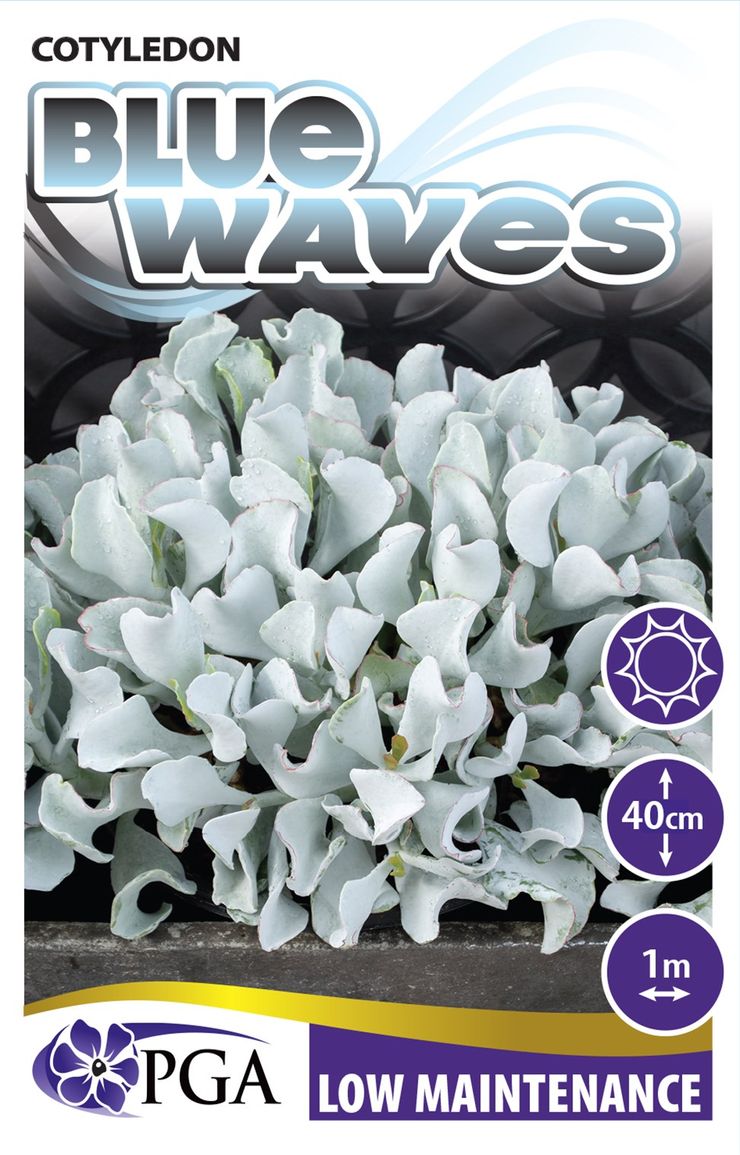 blue wave succulent Cotyledon 'Blue Waves' – The Plant Broker