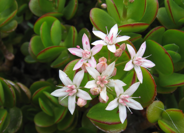 Crassula ovata