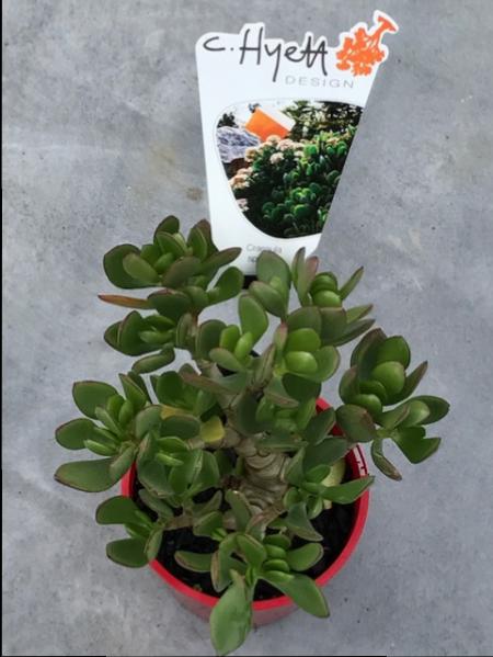 Crassula ovata