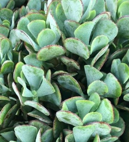 Crassula ovata ‘blue bird’