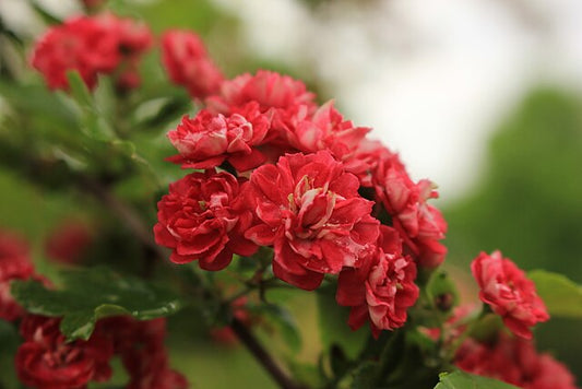 Crataegus laevigata Pauls Scarlet