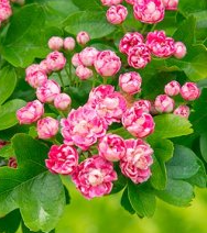 Crataegus laevigata Rosea Flore Plena