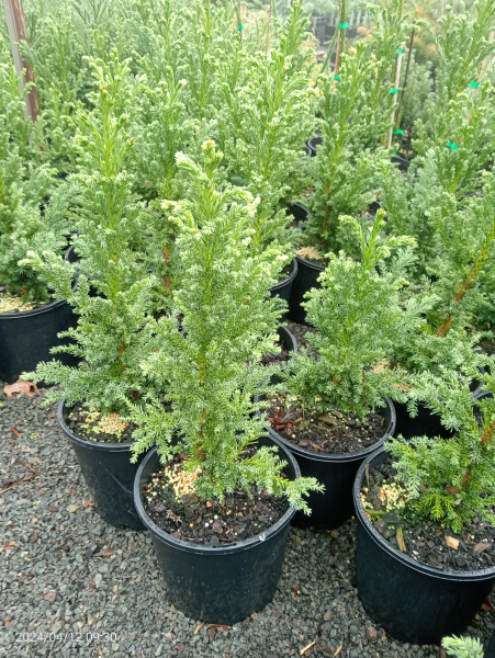 Cryptomeria japonica Bandai-sugi