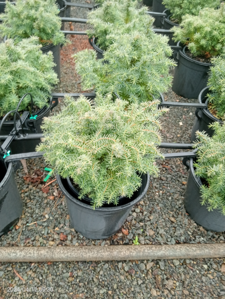 Cryptomeria japonica Mushroom