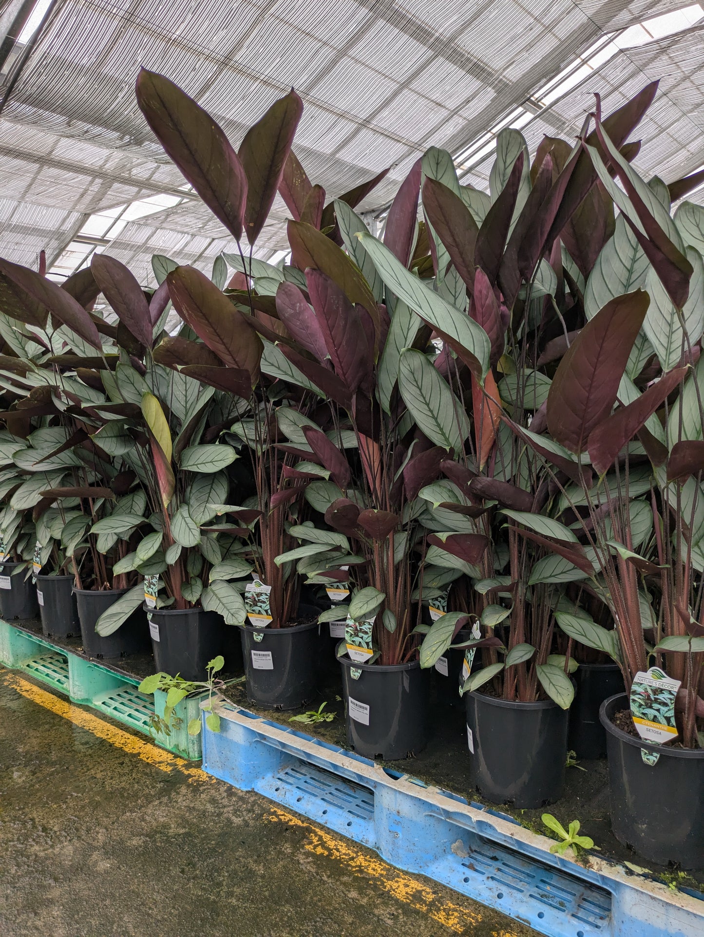 Ctenanthe setosa Grey Star