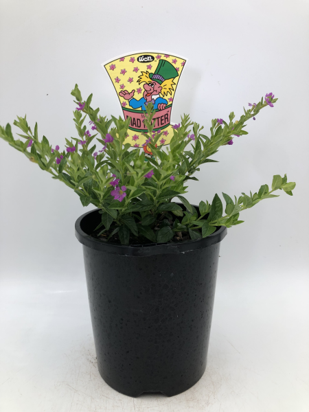 Cuphea Mad Hatter Mauve