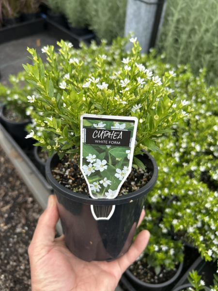 Cuphea hyssopifolia compacta White