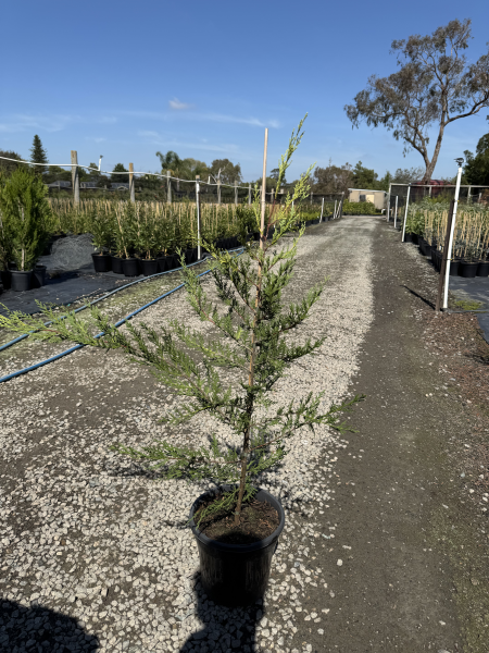 Cupressocyparis leylandii Castlewellan Gold