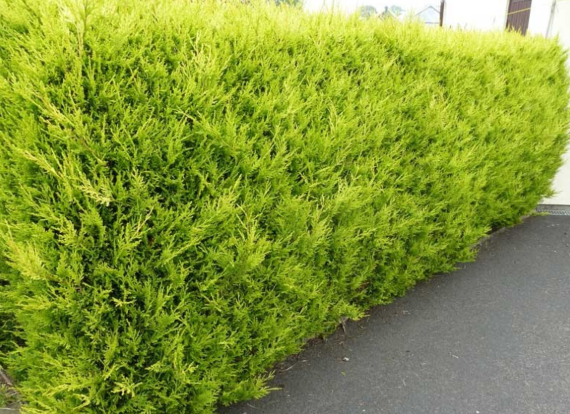 Cupressocyparis leylandii Castlewellan Gold