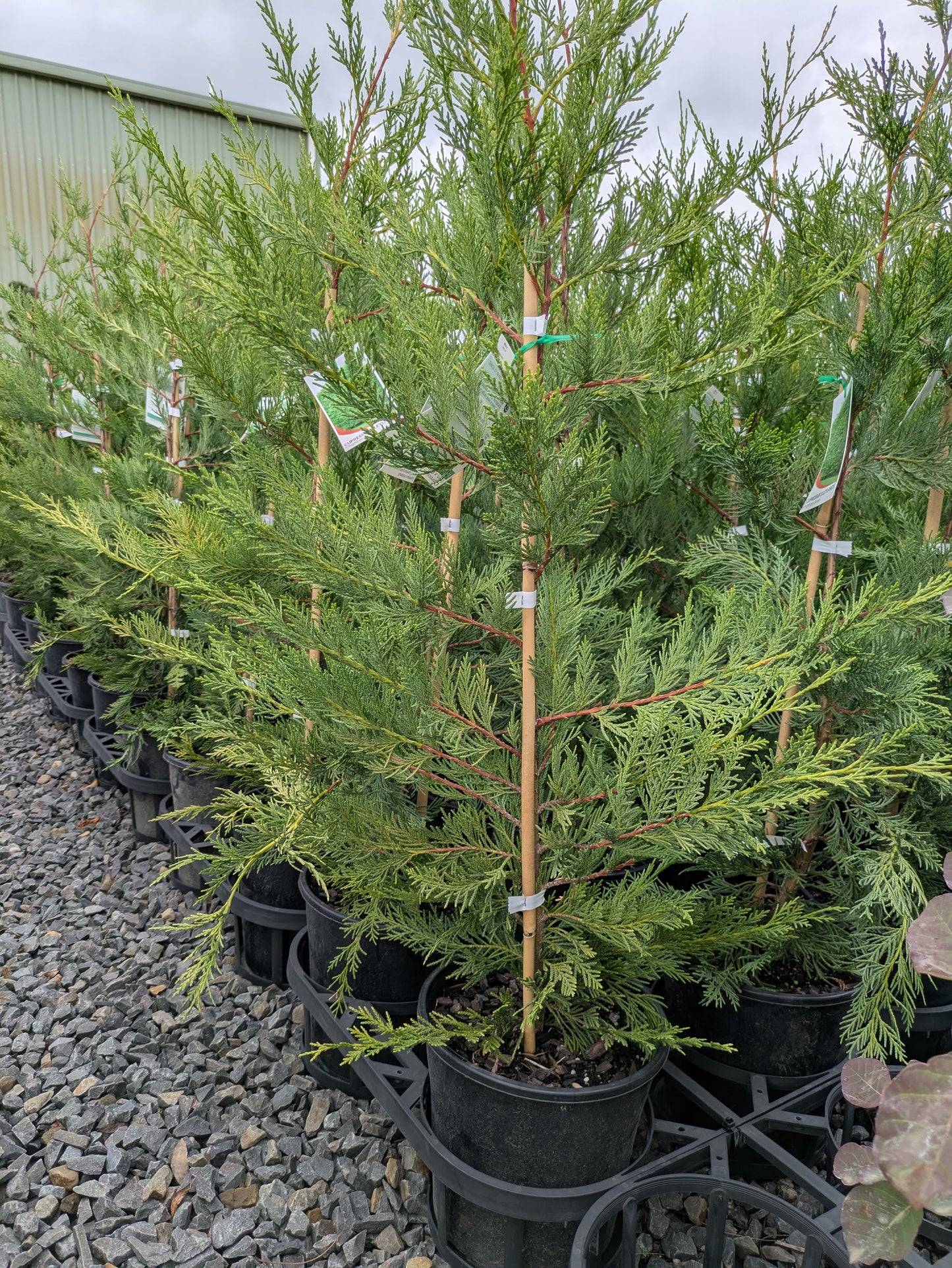 Cupressocyparis leylandii Leighton Green