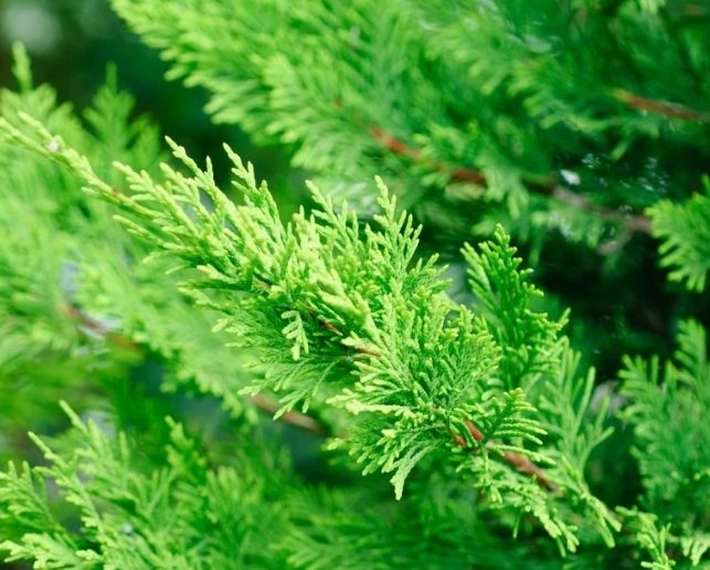 Cupressocyparis leylandii Leighton Green