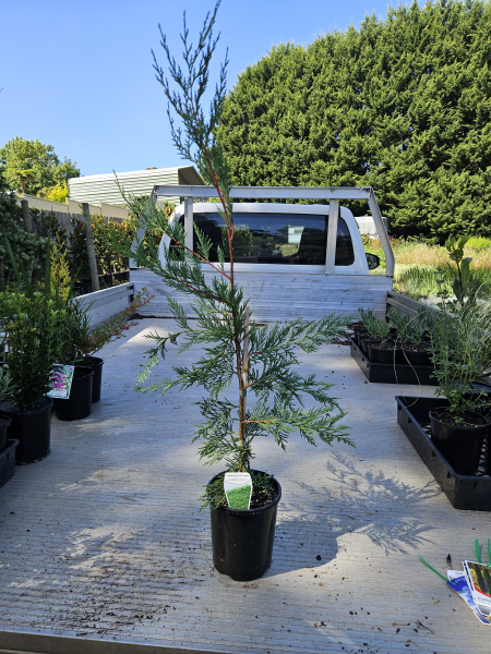 Cupressocyparis leylandii Leighton Green