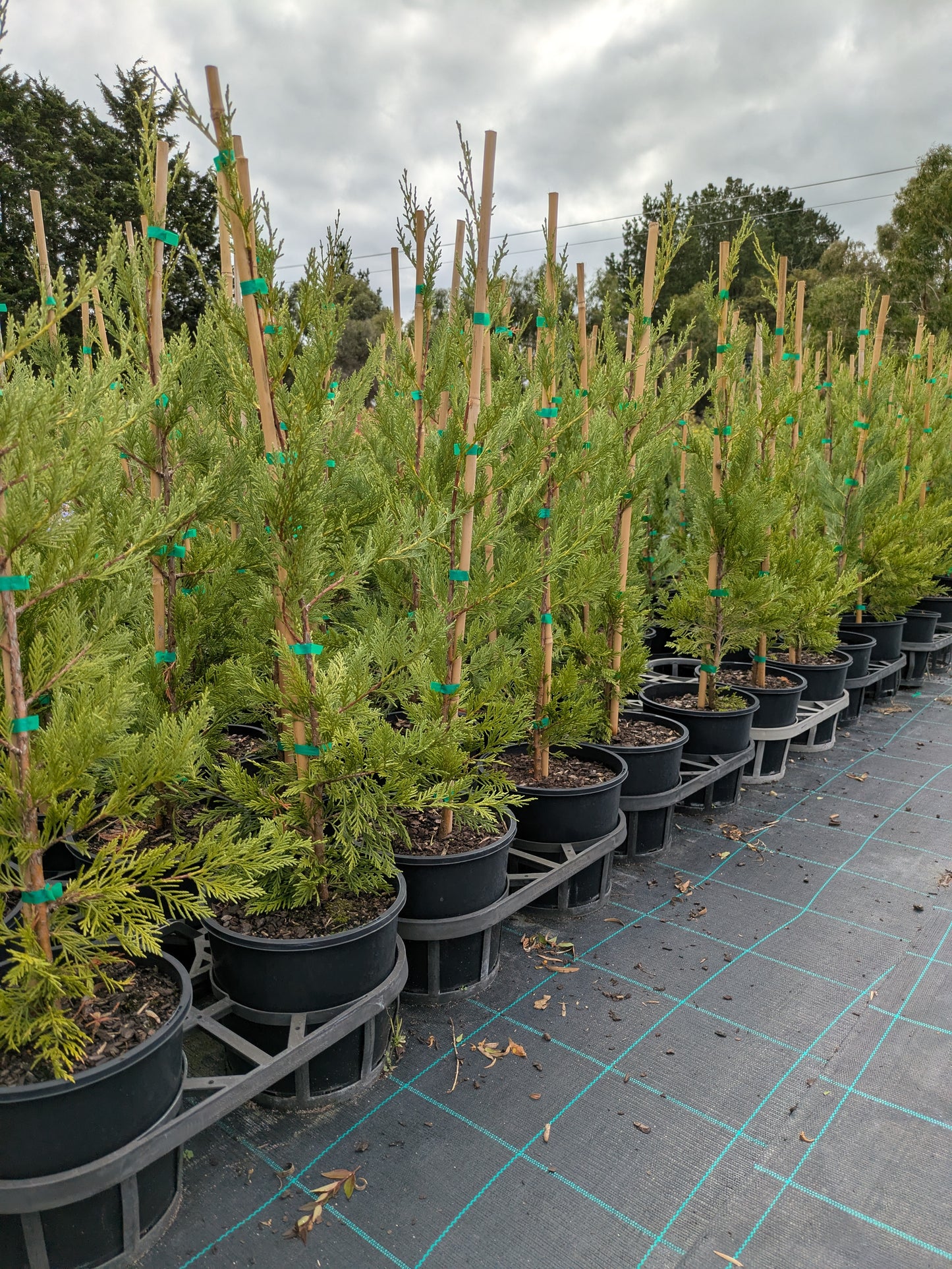 Cupressocyparis leylandii Leighton Green