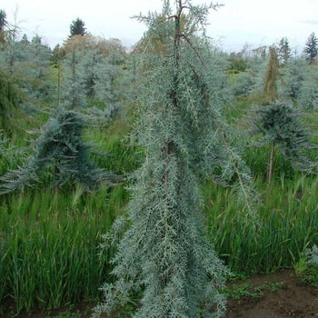 Cupressus glabra Blue Streak
