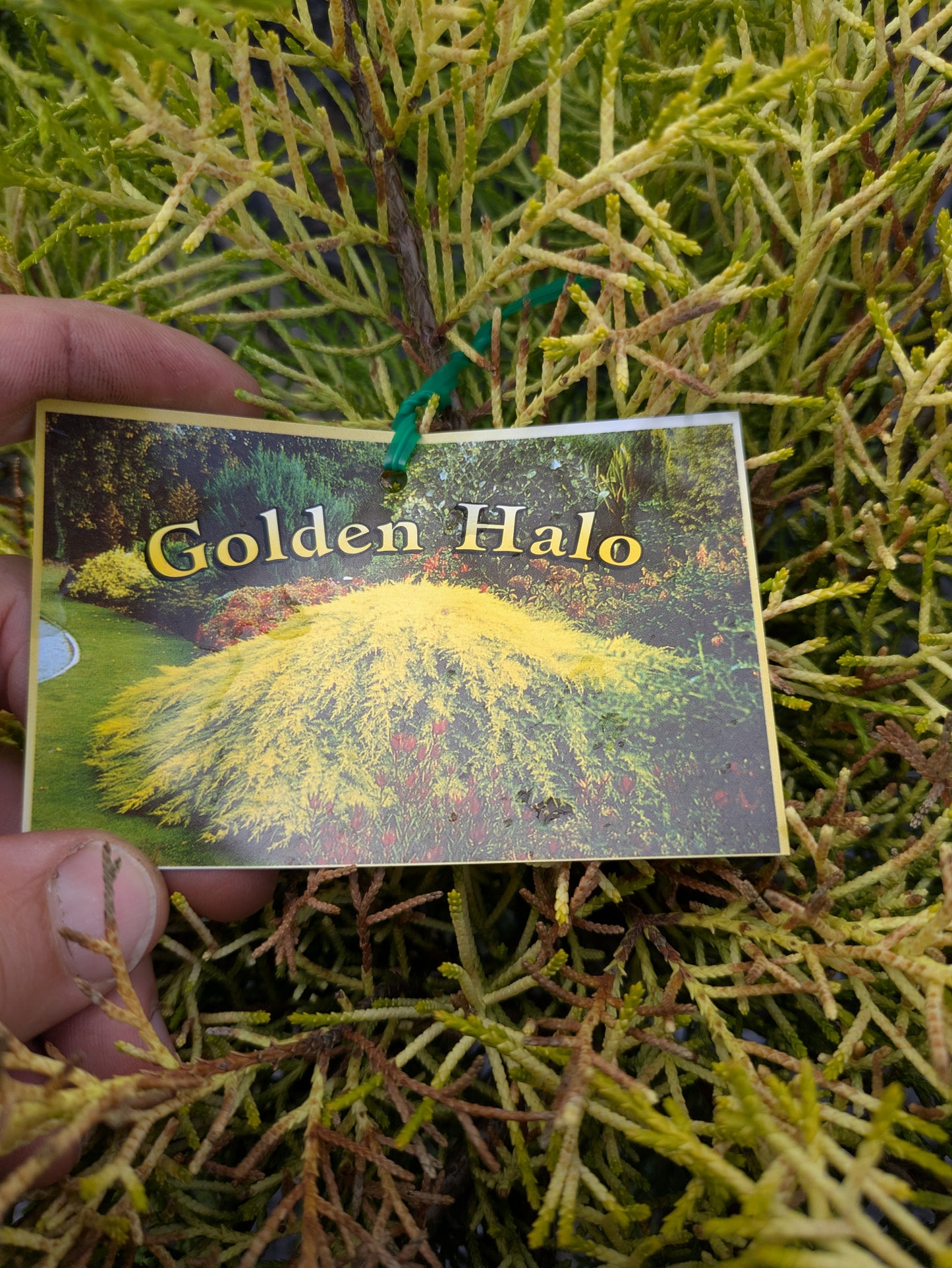 Cupressus macrocarpa Golden Halo