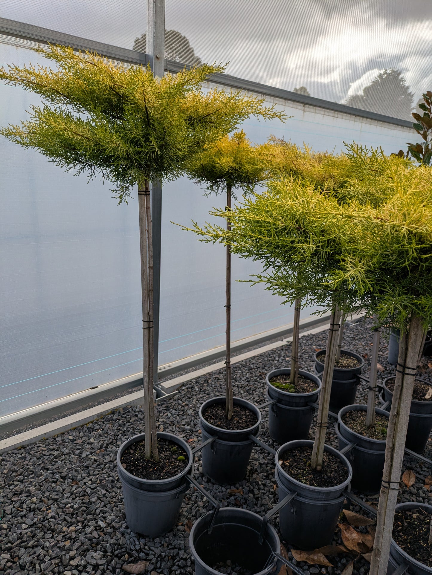 Cupressus macrocarpa Golden Halo