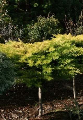 Cupressus macrocarpa Golden Halo