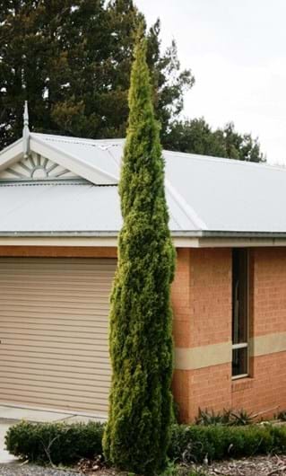 Cupressus sempervirens Swanes Gold