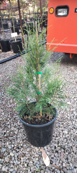 Cupressus torulosa Arctic Green