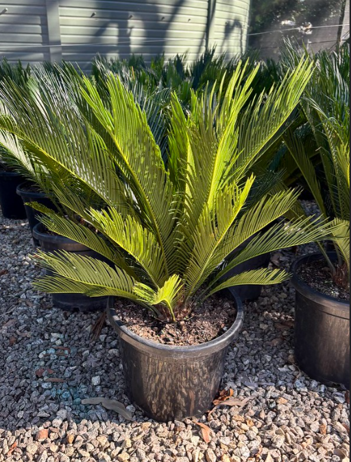 Cycas revoluta