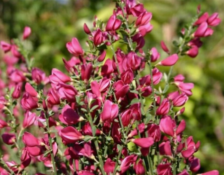 Cytisus Crimson King