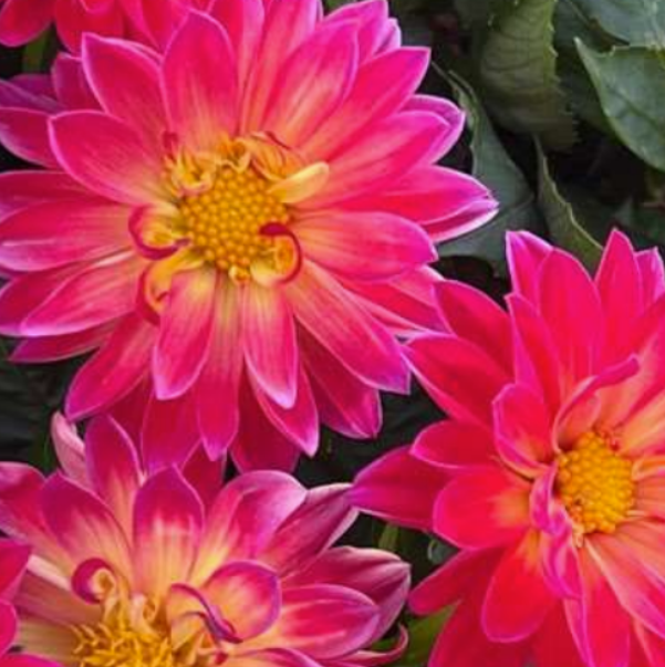 Dahlia Burgundy Bicolour