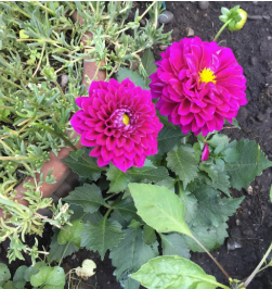 Dahlia Dalina Maxi Castillo