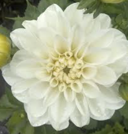 Dahlia Dalina Maxi Lopez