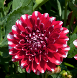 Dahlia Dalina Maxi Tampico