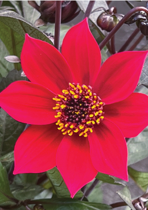 Dahlia Happy Days Cherry Red