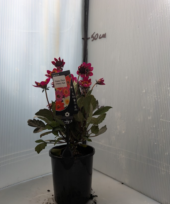 the plant broker