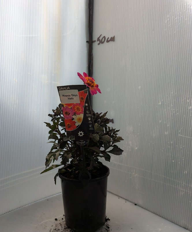 the plant broker