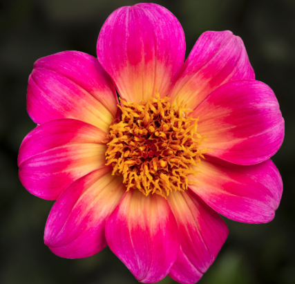 Dahlia Happy Days Halo
