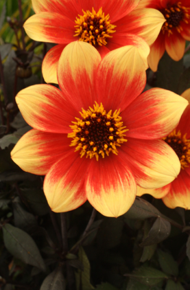 Dahlia Happy Days Orange Red
