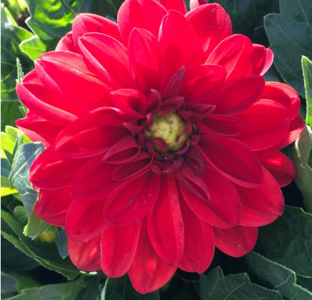 Dahlia Lubega Power Red
