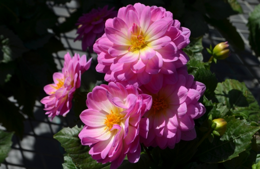 Dahlia Lubega Power Rose Bicolour