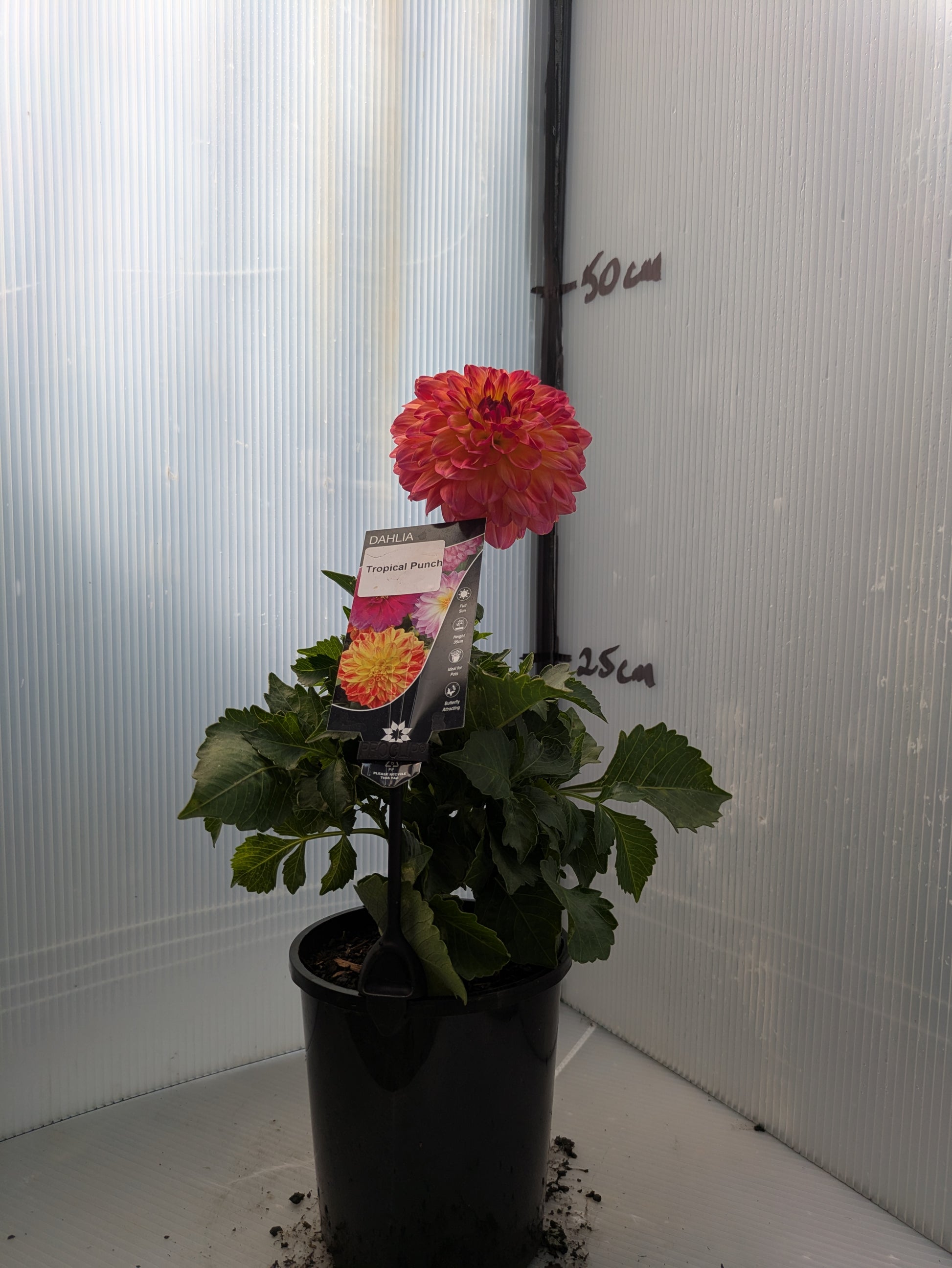 the plant broker