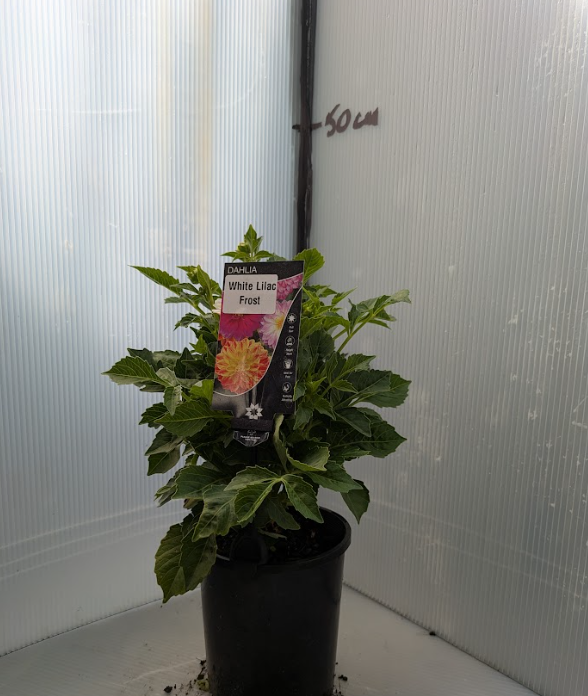 the plant broker