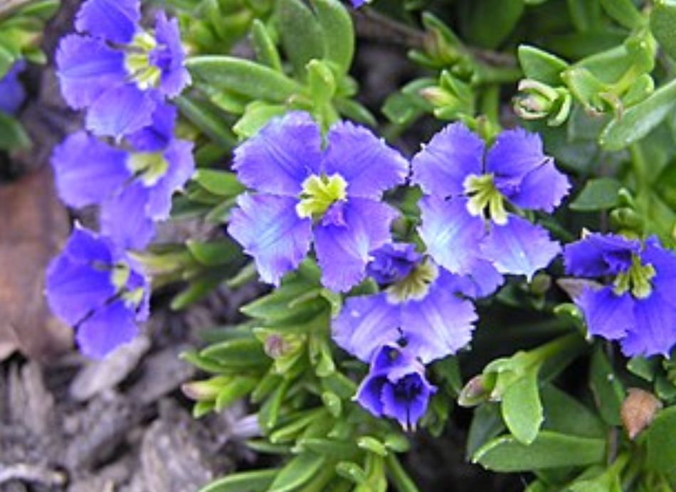 Dampiera diversifolia