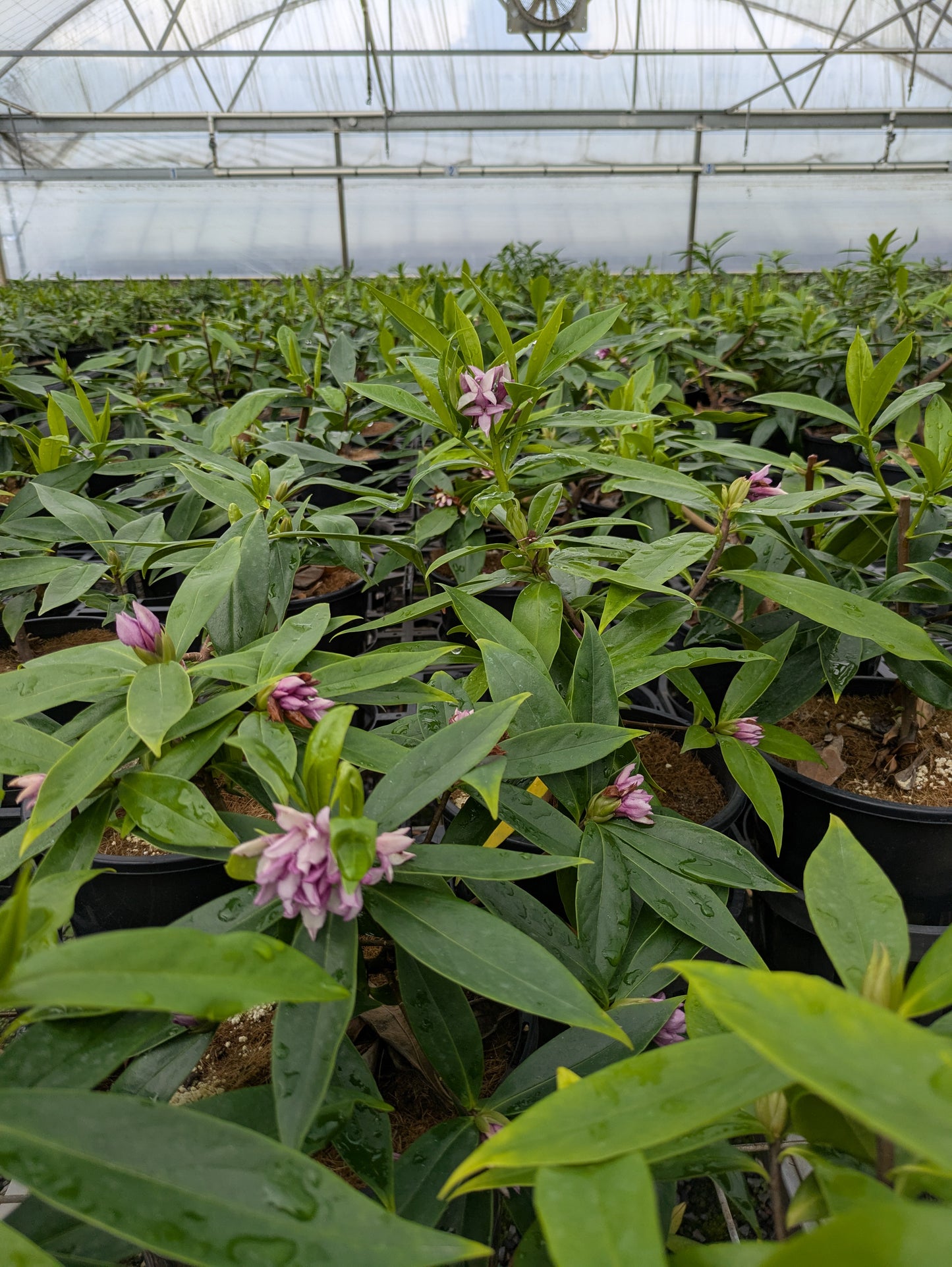 Daphne odora x bholua 'Perfume Princess'™ pbr