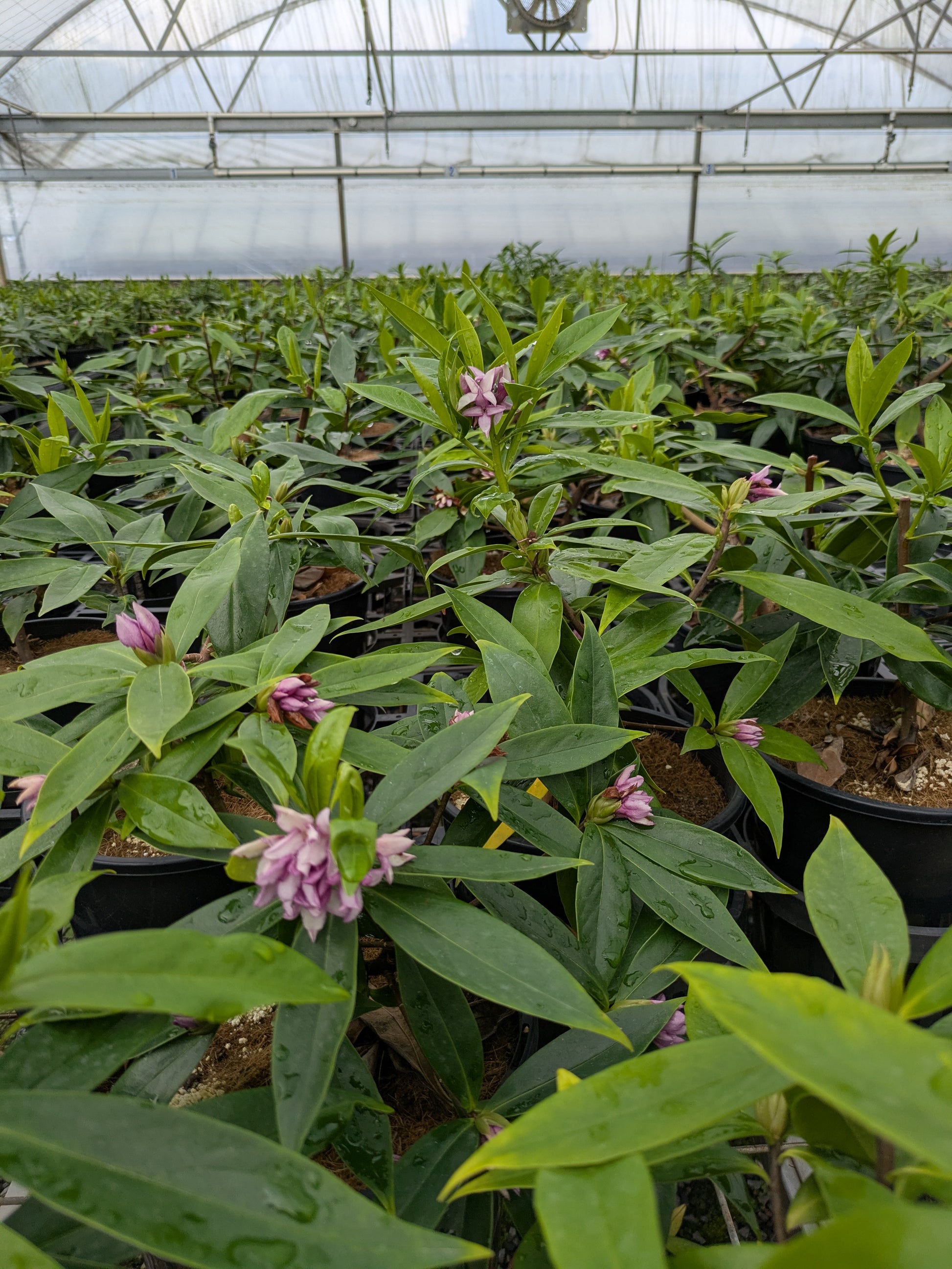the plant broker